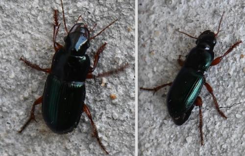 Harpalus sp.